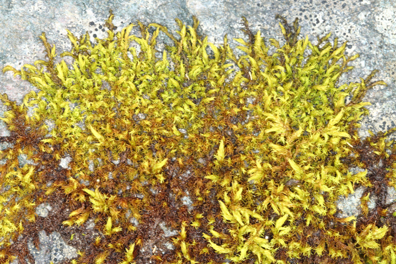 Racomitrium fasciculare
